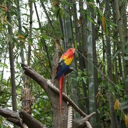 Parrots