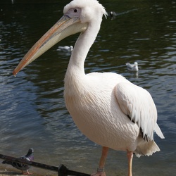 Pelicans