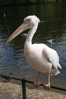 Pelicans