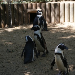 Penguins