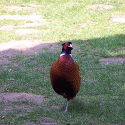 Pheasant