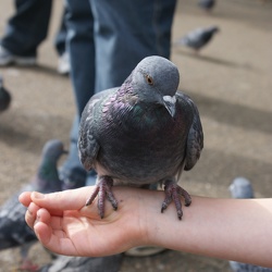 Pigeons
