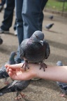 Pigeons