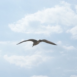Seagulls