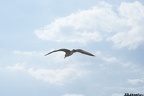 Seagulls