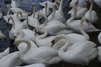 Groups Of Swans