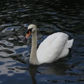 Swans-39