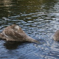 Swans-67.jpg