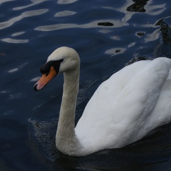 Swans