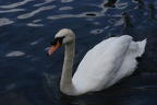 Swans