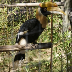 Toucan