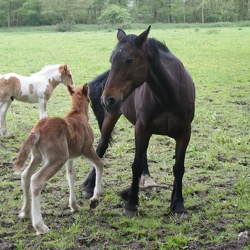 Animals And Wildlife