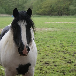 Horses