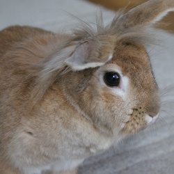 Rabbits