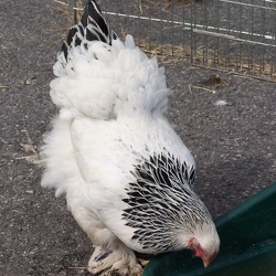 Chickens