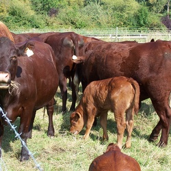 Cows