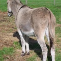 Donkeys-1.jpg