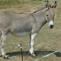 Donkeys-9.jpg
