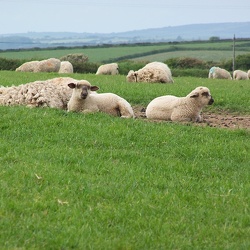 Sheep