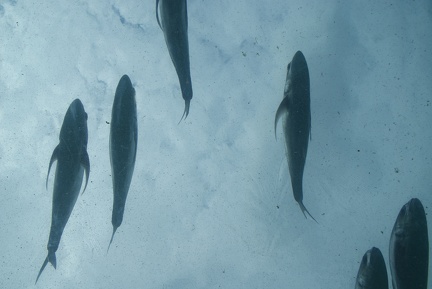 Fish-63