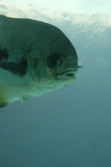 Fish-65