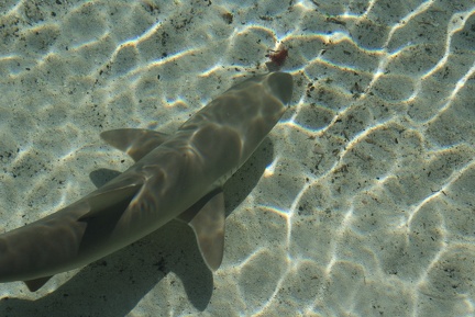 Fish-7