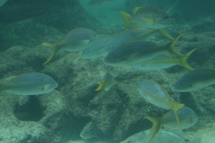 Fish-76