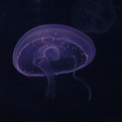 Jellyfish