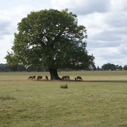 Deer