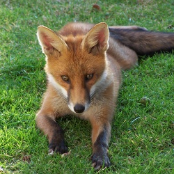 Garden Wildlife