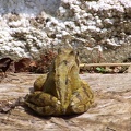 Frogs-2.jpg