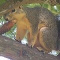 Squirrels-15.jpg