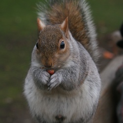 Squirrels