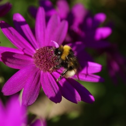 Bees