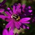 Bees-2.jpg