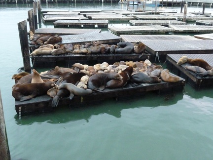 Seals-2