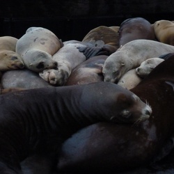 Marine Animals