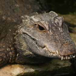 Alligators And Crocodiles