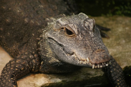 Alligators And Crocodiles-1