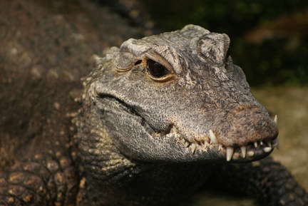 Alligators And Crocodiles-10
