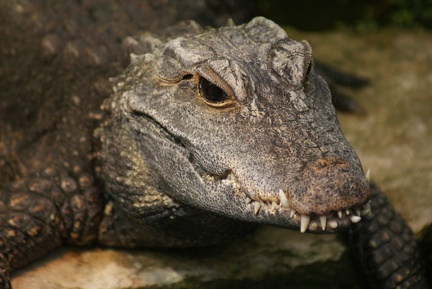 Alligators And Crocodiles-2