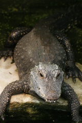 Alligators And Crocodiles-3