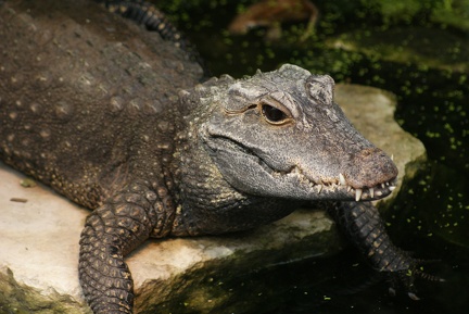 Alligators And Crocodiles-4