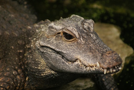 Alligators And Crocodiles-5