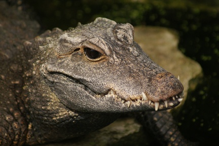 Alligators And Crocodiles-6