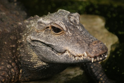 Alligators And Crocodiles-7