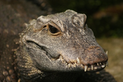Alligators And Crocodiles-8