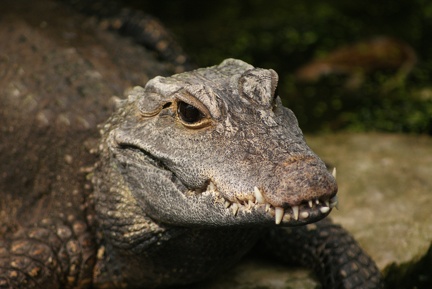 Alligators And Crocodiles-9
