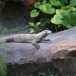 Reptiles