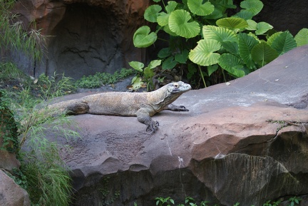 Reptiles-1